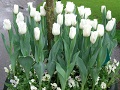 Keukenhof